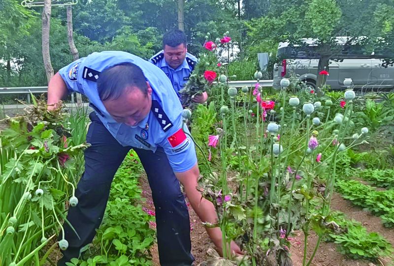 东港市公安局长山派出所民警在田间地头排查铲除毒株隐患。 宋蔼丹 摄