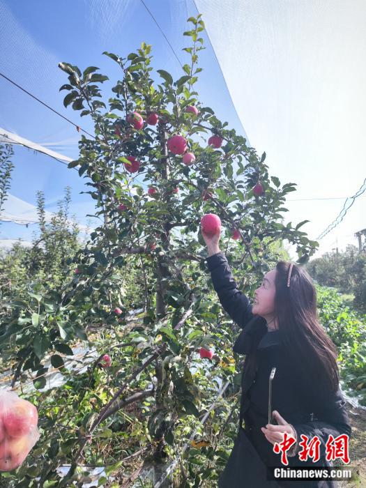 小小苹果树，种出延安致富新“钱”途