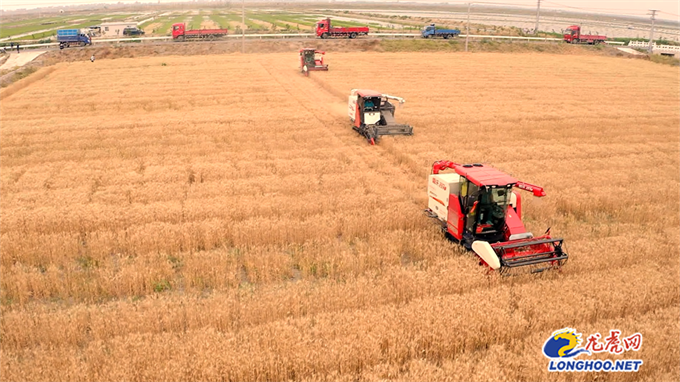 科技赋能“智慧粮库” 南京高淳让夏粮“颗粒归仓”