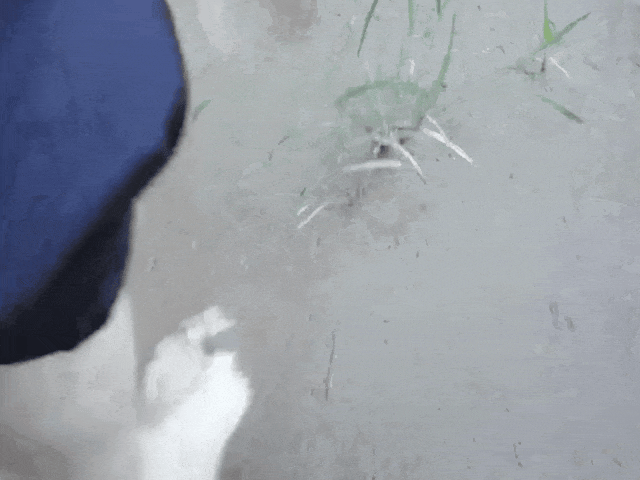 https://upload.jicengzhizhi.com/2025/0812/1754986389449.gif