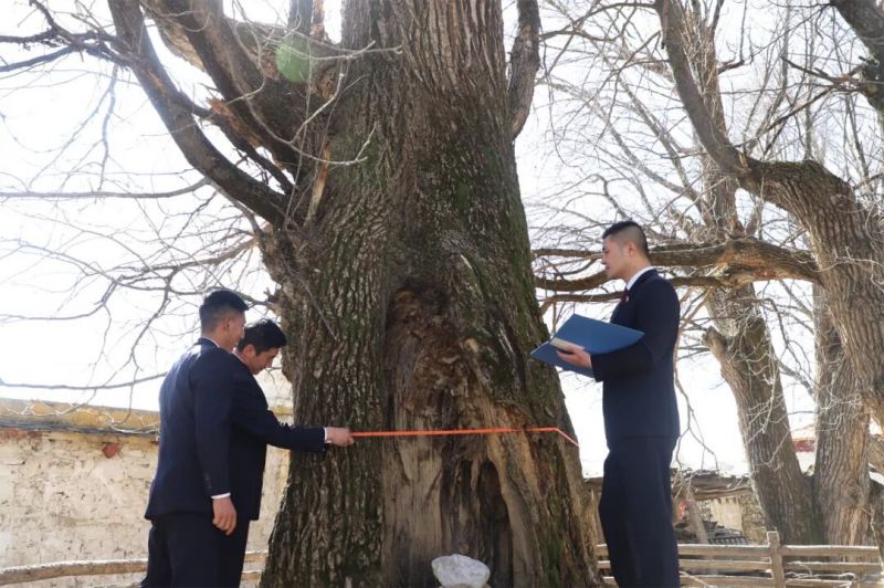 理塘  “绿色格聂”检察干警对古树相关情况进行测量记录.jpg